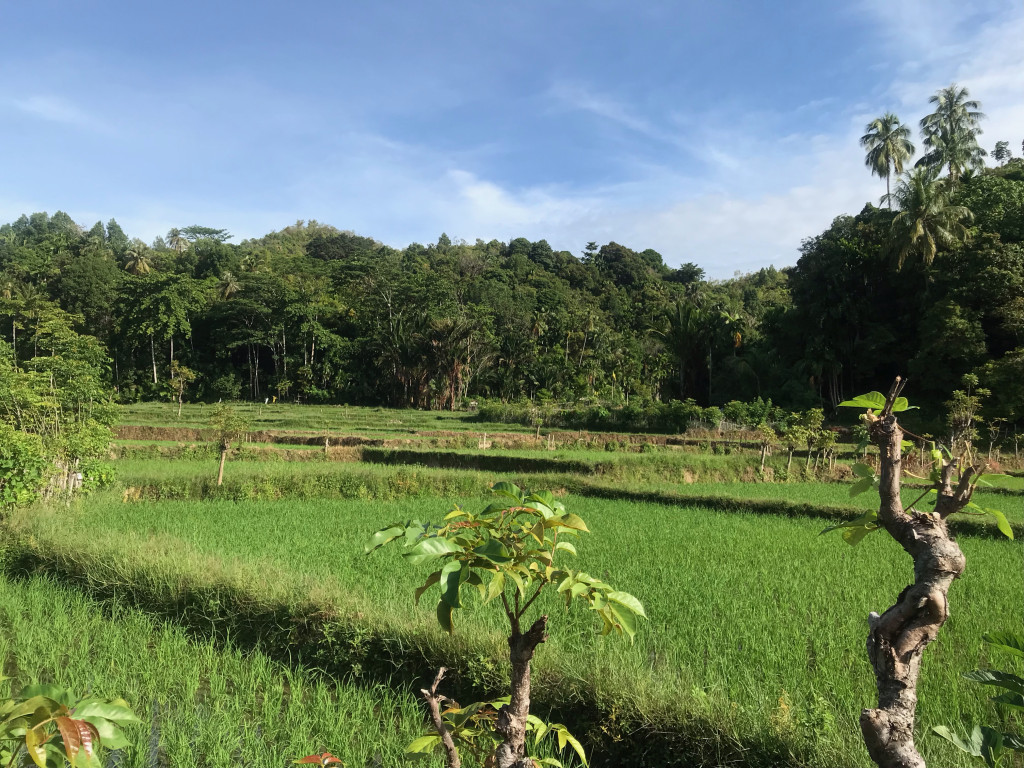 PERSAWAHAN DI GAMPONG SAWANG II